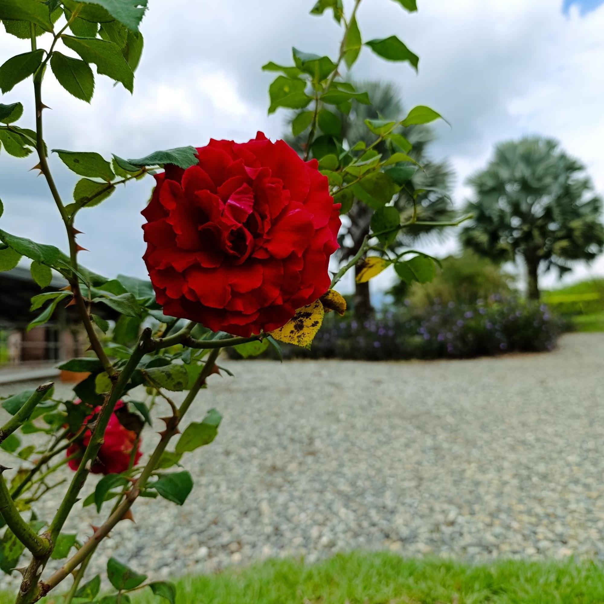 Hotel Campestre Los Mangos Quimbaya Zewnętrze zdjęcie