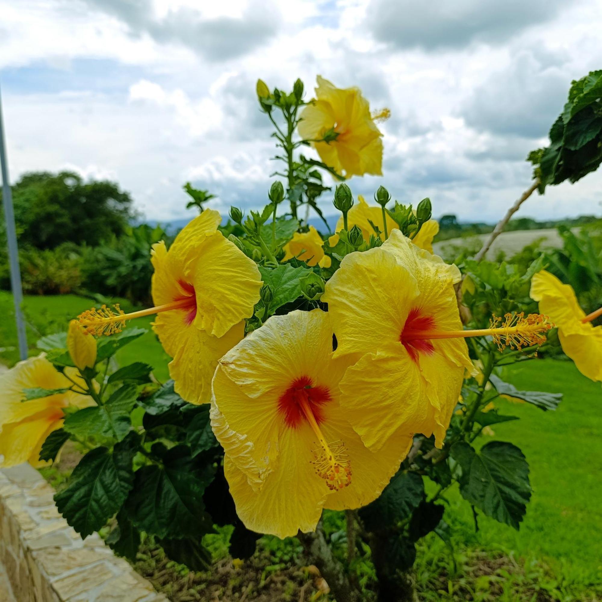 Hotel Campestre Los Mangos Quimbaya Zewnętrze zdjęcie