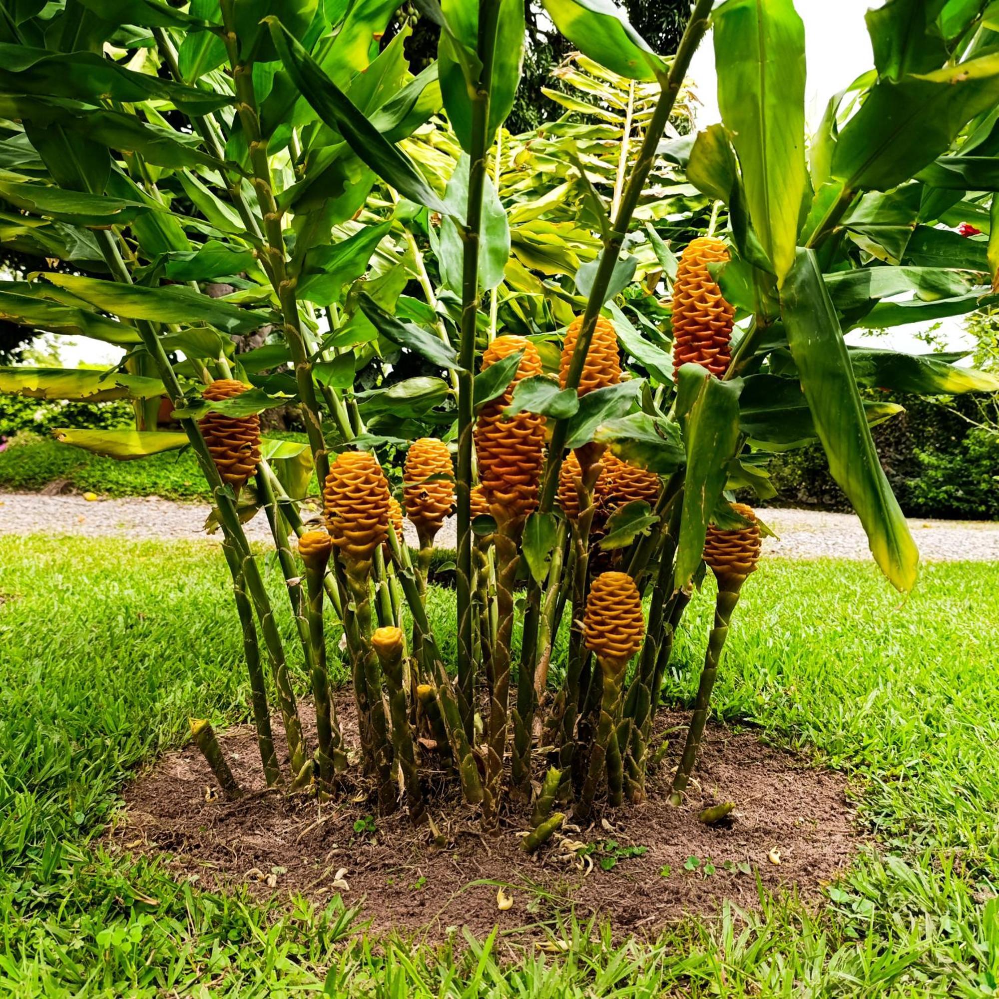 Hotel Campestre Los Mangos Quimbaya Zewnętrze zdjęcie